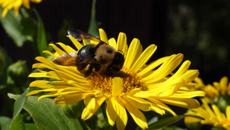 Tote-Hummel-Auf-Gelbem-Leopardenbane-Gänseblümchenblume---Nahaufnahme-Ontario-Kanada