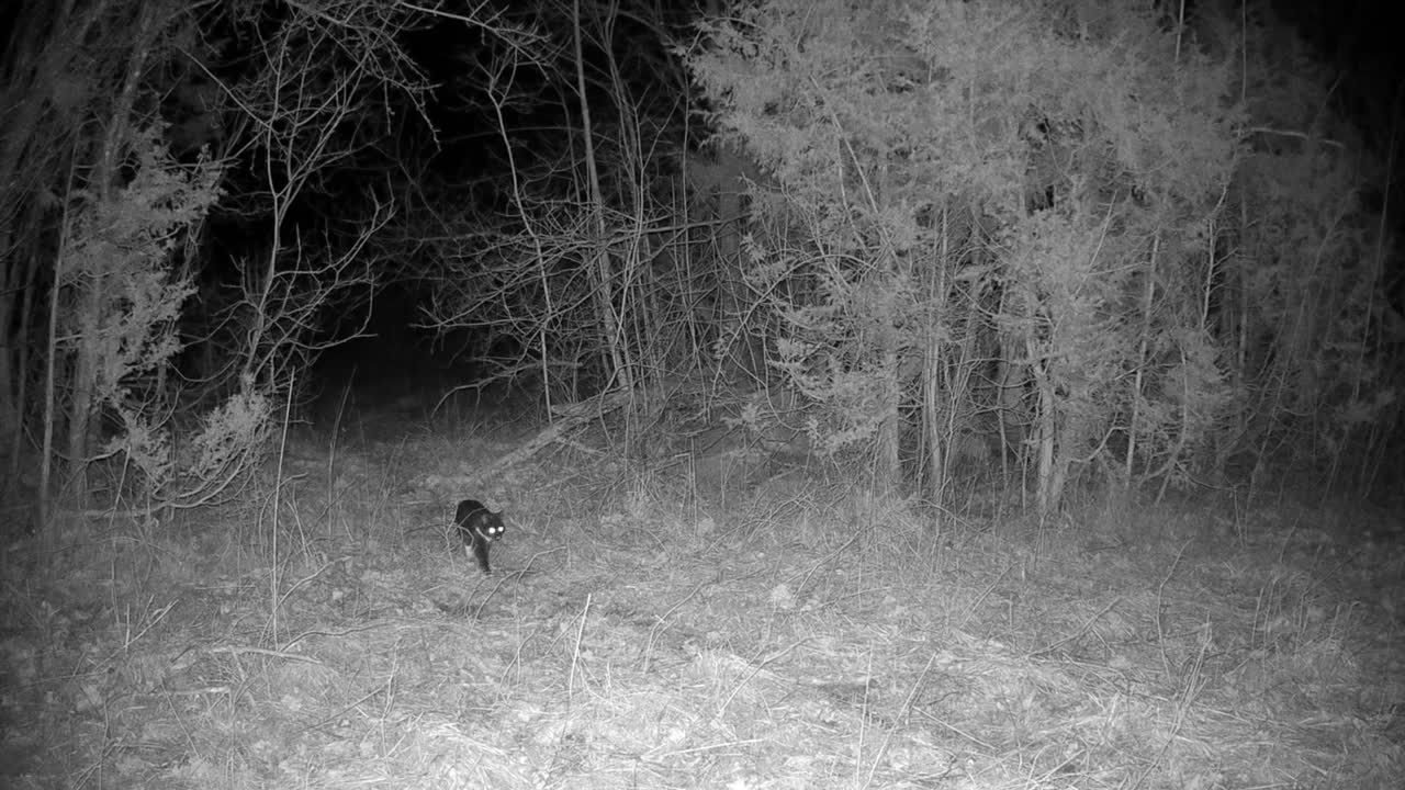 The neighbor's cat was caught on a trail camera on a spring night.