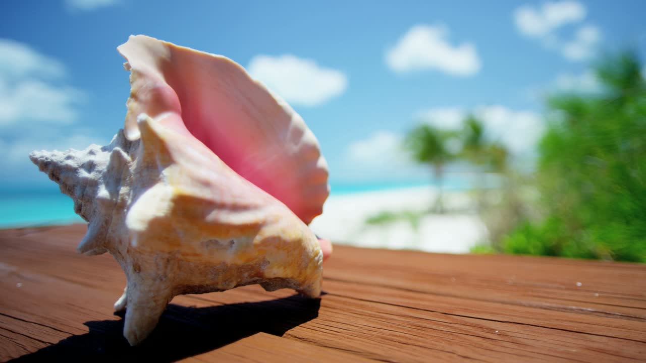 Pretty Conch shell against tropical beach vacation background