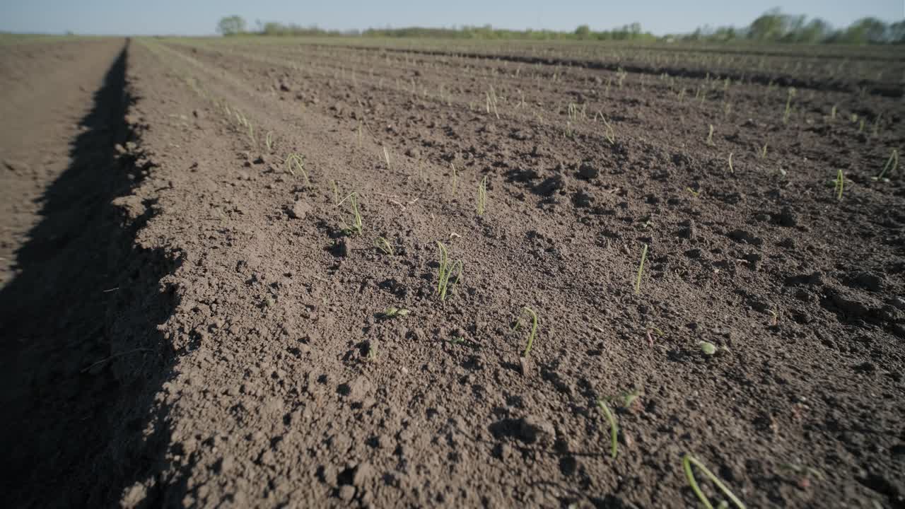 el trigo joven y fresco brotó de la tierra. la germinación del grano en el campo. la cosecha se cultiva orgánicamente.