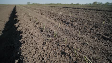 young fresh wheat sprouted from the ground. grain germination in the field. harvest organic cultivate.