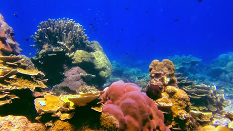 Many-fish-swim-among-the-colored-coral-of-Reef-City