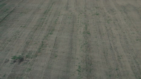 overhead drone captures vast harvested soil patterns across open farm land under gentle evening light, showcasing textured ground and faint rows stretching toward distant tree line