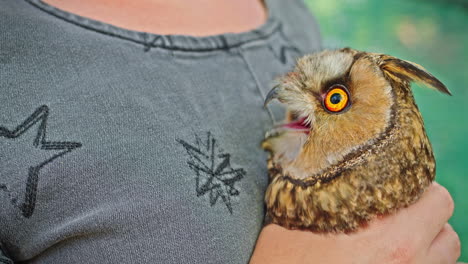 owl in a person's hands