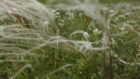fluffy grass field