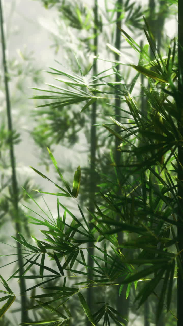 Fusti e foglie di bambù in luce soffusa in un'ambientazione mattutina.