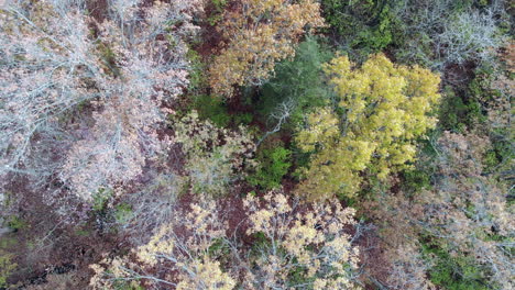 aerial footage of forest