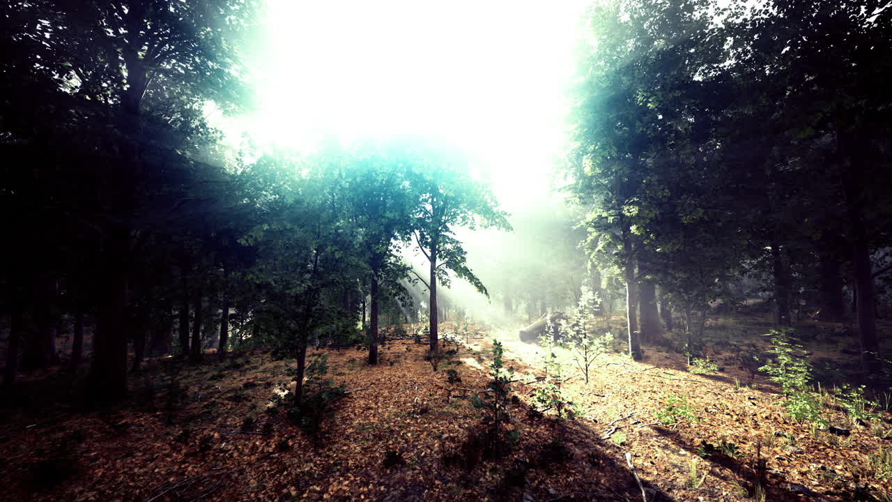 Sunlight filters through trees in a peaceful forest during golden hour