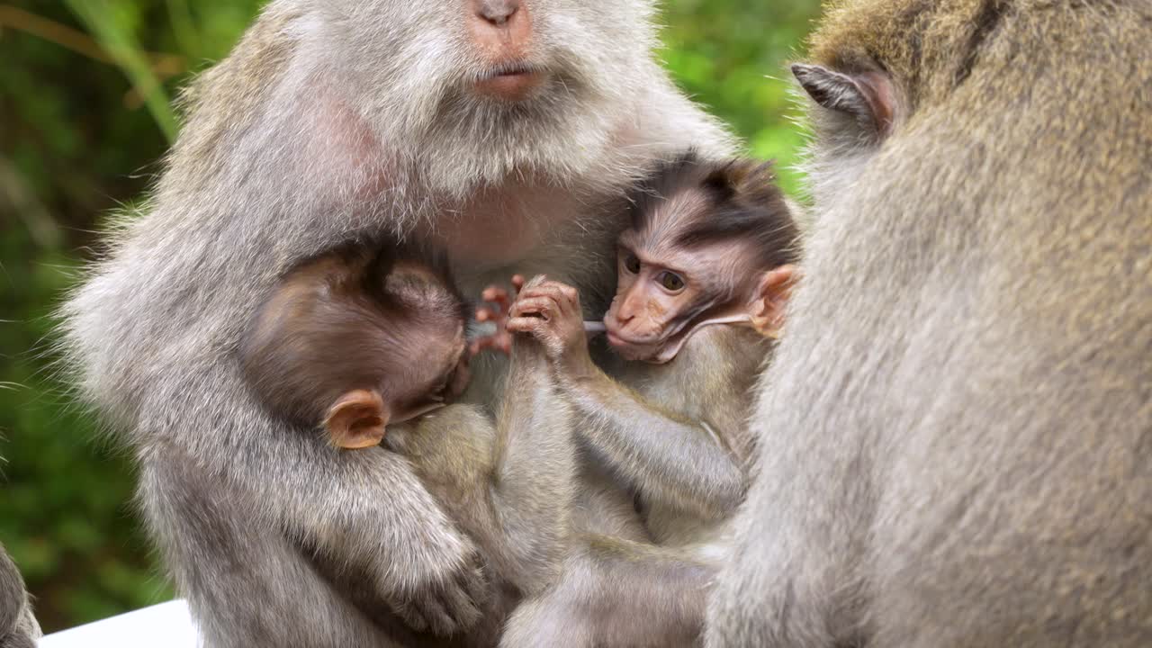 Two long-tailed macaque twin infants sucking on his mother's tits