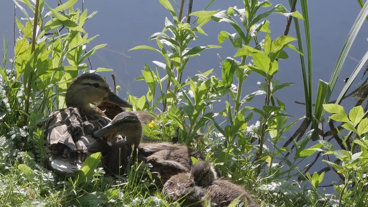 patos bebés sentados cerca del lago al sol