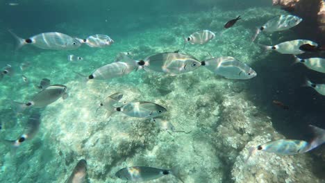 看到許多魚類和在地中海潛水