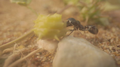 Close-up-footage-of-ants