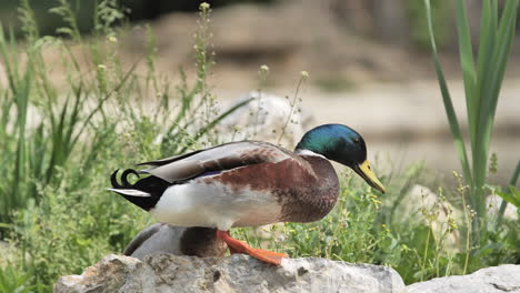 wild duck in the grass male mallard sleeping sunny day