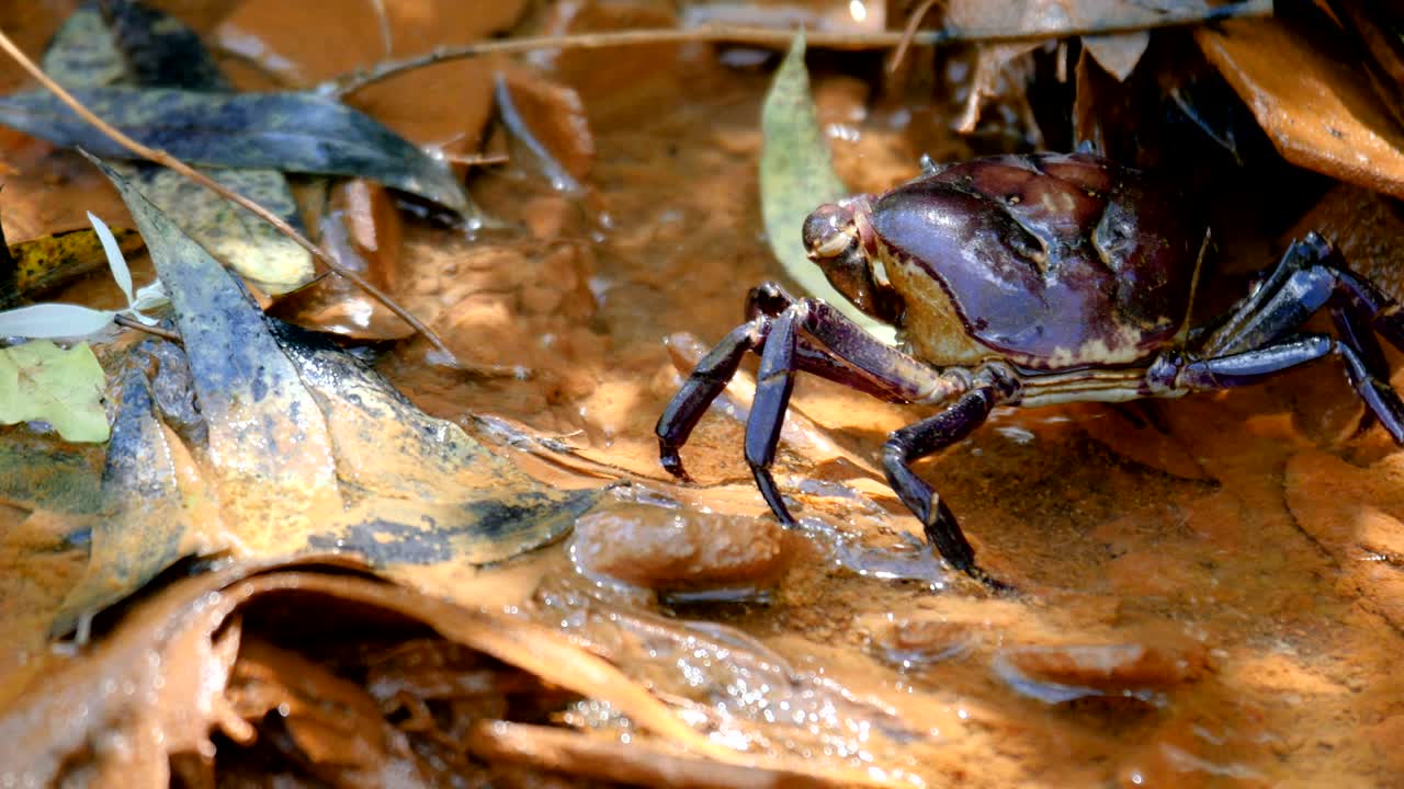 cangrejos negros caminando
