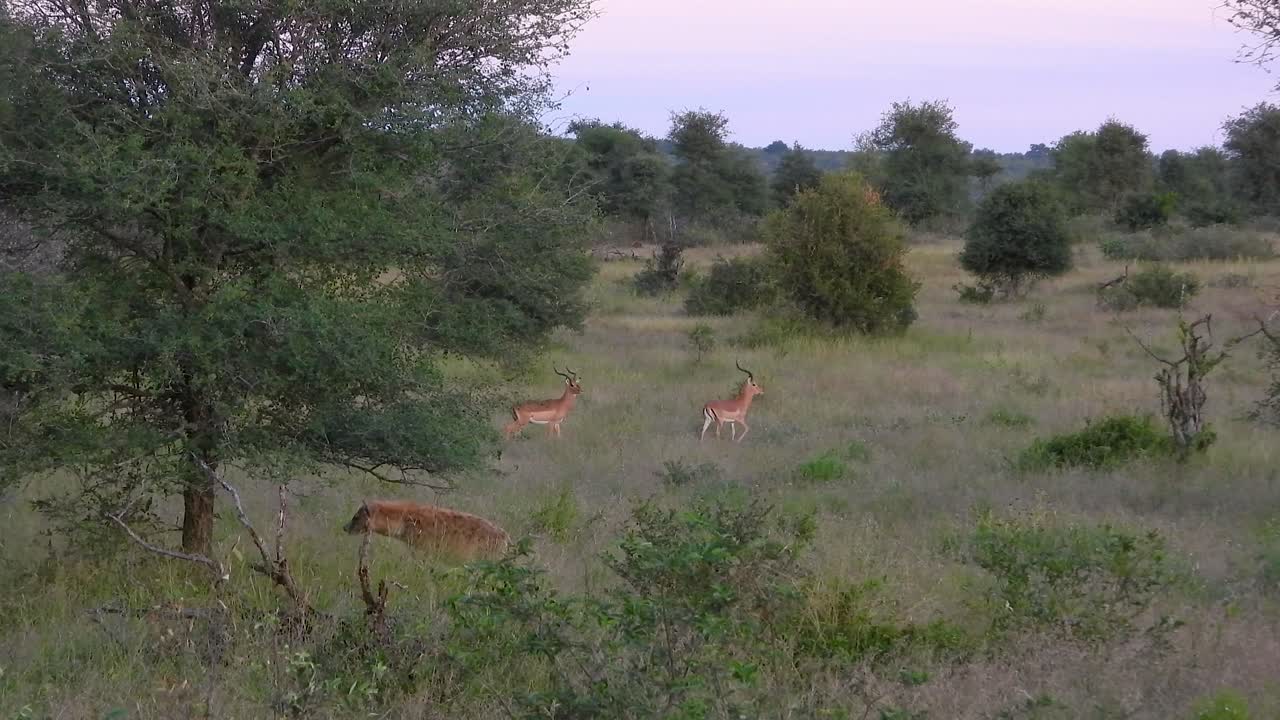impala y hiena en la sabana africana