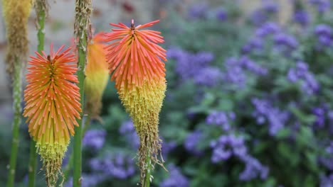 red hot poker flowers with purple background