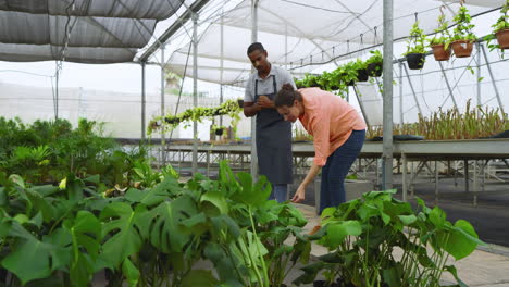 diverse man and customer in greenhouse inspecting plants, discussing growth and care