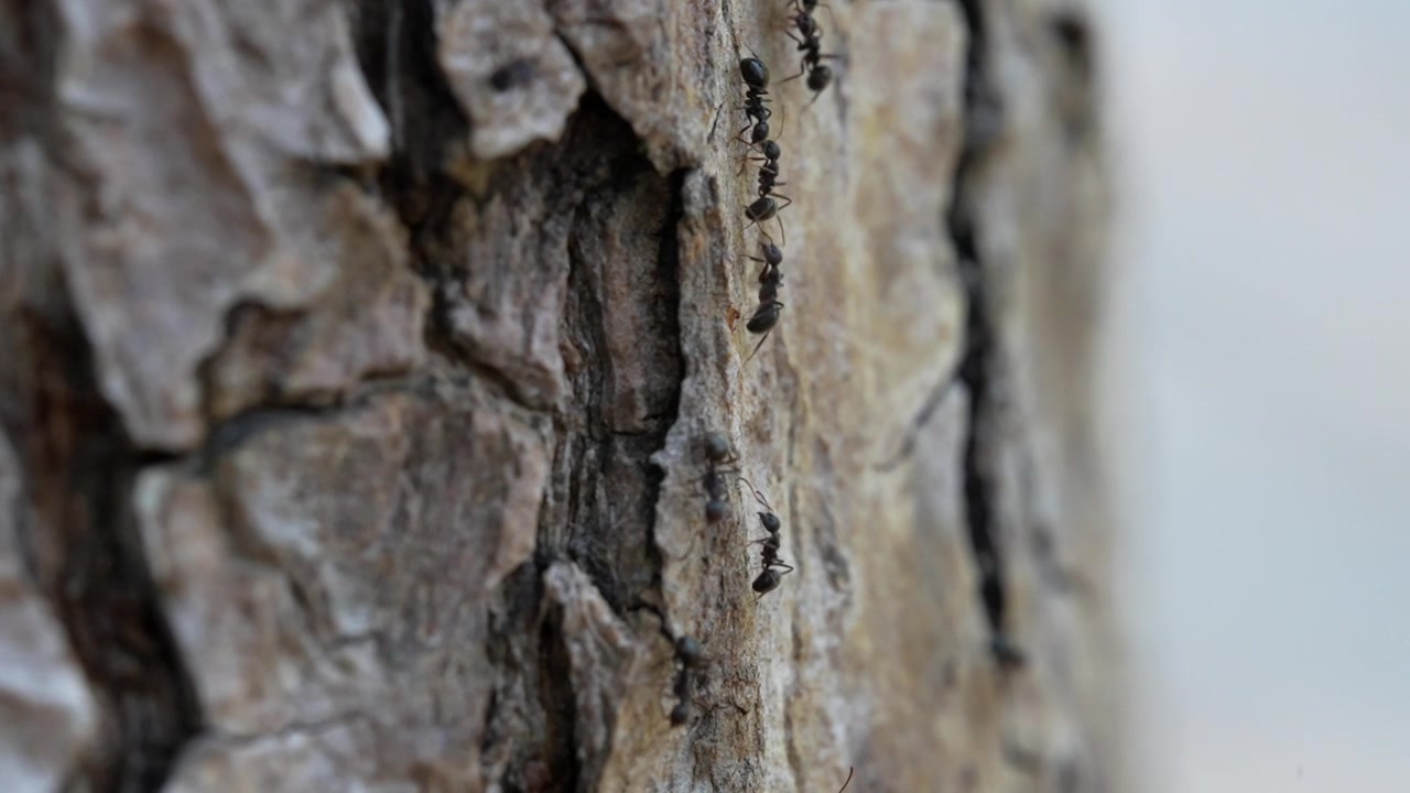 Un video macro al rallentatore di formiche che salgono e scendono il tronco di un albero.