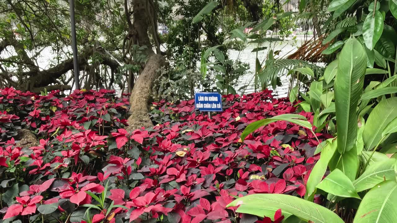 A close-up view of vivid red plants and lush green leaves under a tree canopy.