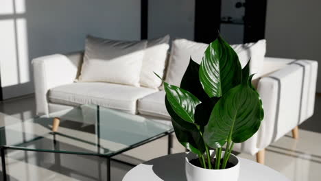 modern living room with peace lily