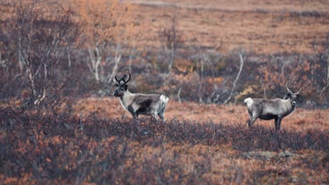 Tres-Jóvenes-Renos-En-La-Tundra-De-Otoño