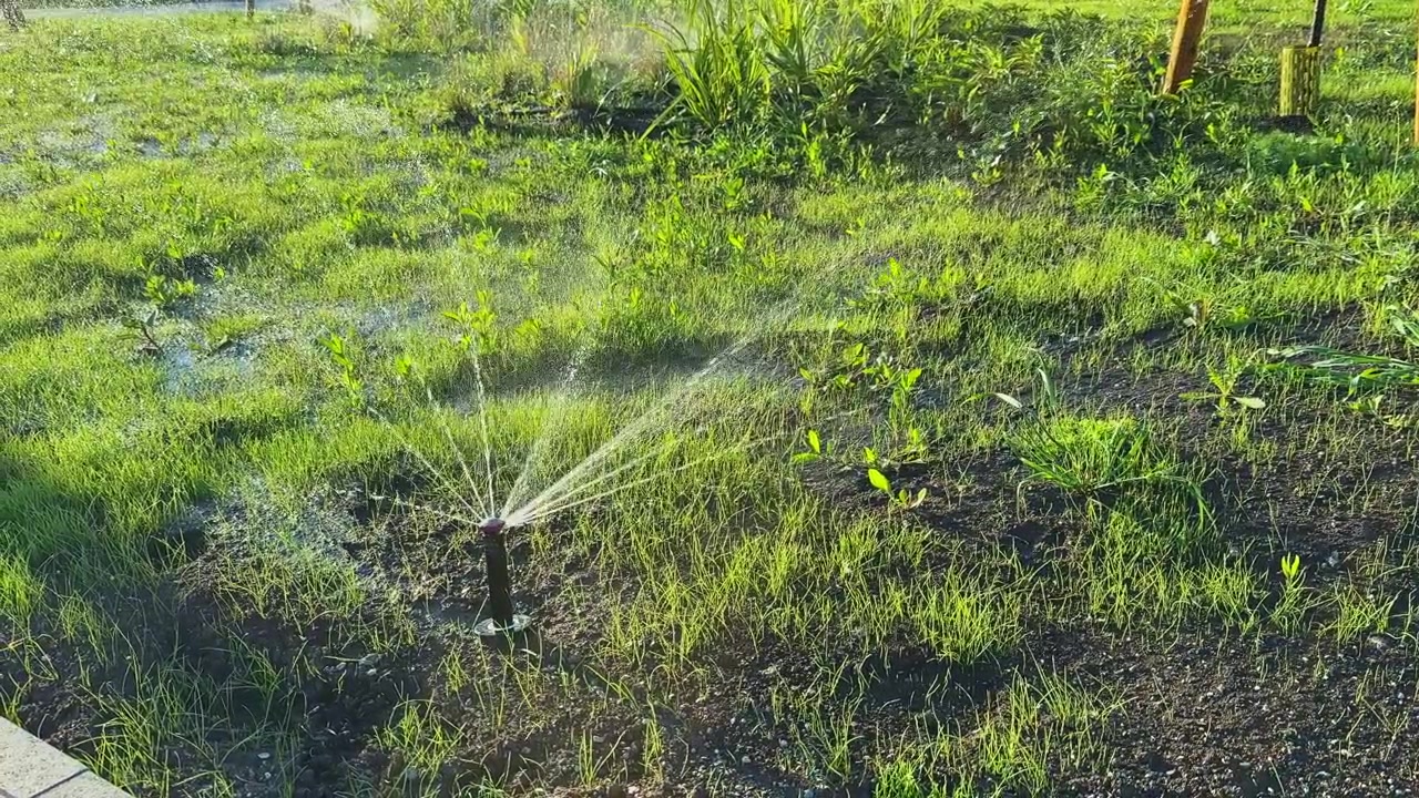 Un irrigatore da giardino spruzza acqua in un'area verde durante un pomeriggio soleggiato, con nuova erba che cresce sotto la piena luce del sole.