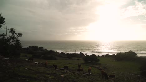 Bright-sunset-and-cows-graze-bellow,-handheld-view