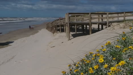 Flores-En-La-Playa-En-Dunne,-Escena-Exótica-En-Cámara-Lenta