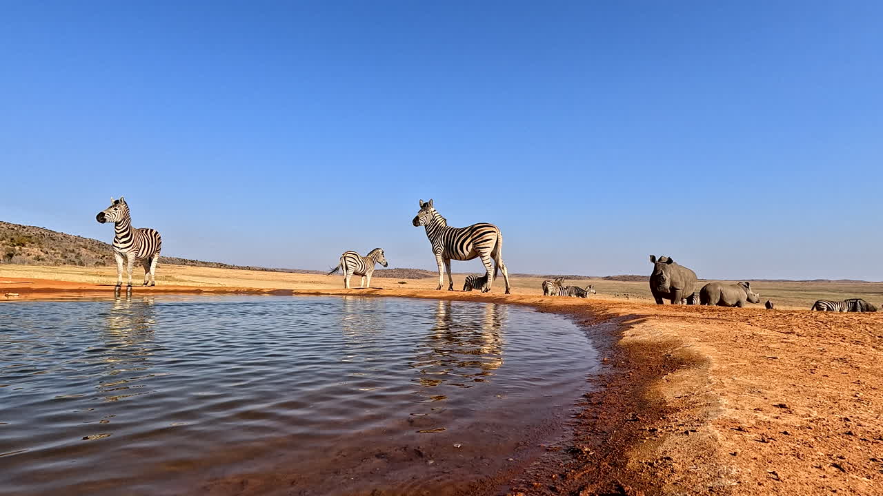 Brindled gnu wildebeest startled as it drinks water from waterhole, low POV