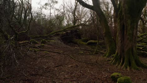 storm affected forest path with fallen branches and muddy terrain, smooth aerial dolly