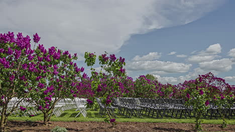 Motion-blur-timelapse-or-purple-flowers-moves-next-to-chairs-for-an-outdoor-meeting