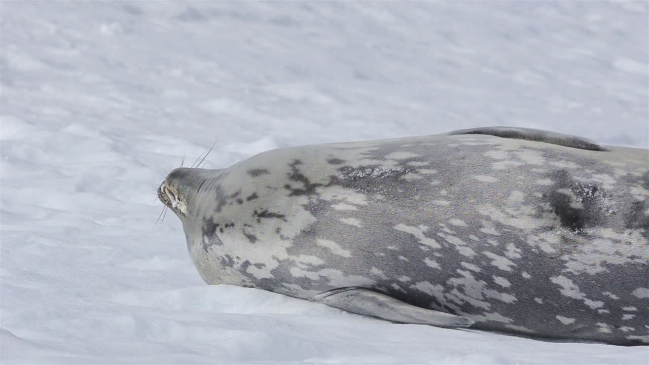남극의 mikkelson 항구에서 눈 위의 웨델 바다표범