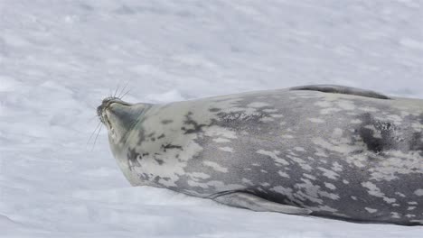 weddell seal on the snow in at mikkelson harbor in antarctica