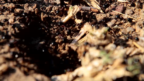 ants, black ants carrying food and supplies into their ant colony