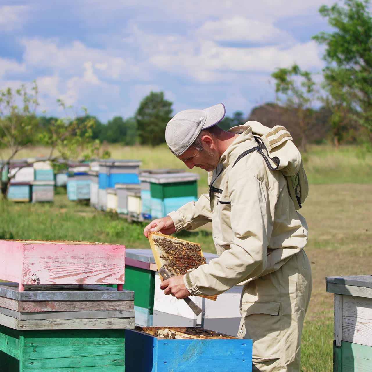 Un apicoltore rimuove con cura un favo pieno da un alveare. Un apicoltore gira il favo verso il sole per osservarlo meglio