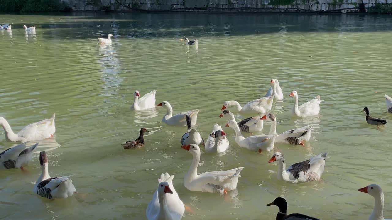 filmación en cámara lenta de un grupo de gansos en un río, son blancos y negros, también parecen blancos y algunos patos también aparecen, los vemos picoteando el agua, son muy activos y tranquilos