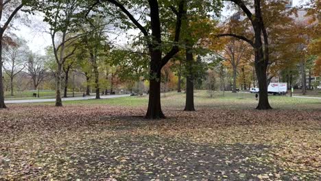 caminando por central park en nueva york en invierno con naturaleza muerta