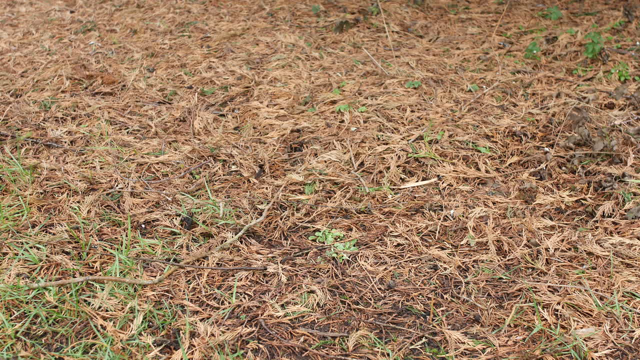 un hombre recogiendo palos y ramas en un jardín de campo en otoño
