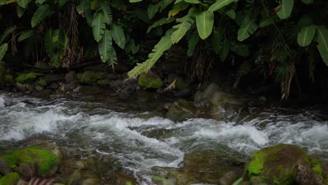 beautiful cascading river flowing through the rainforest next to rocks and trees