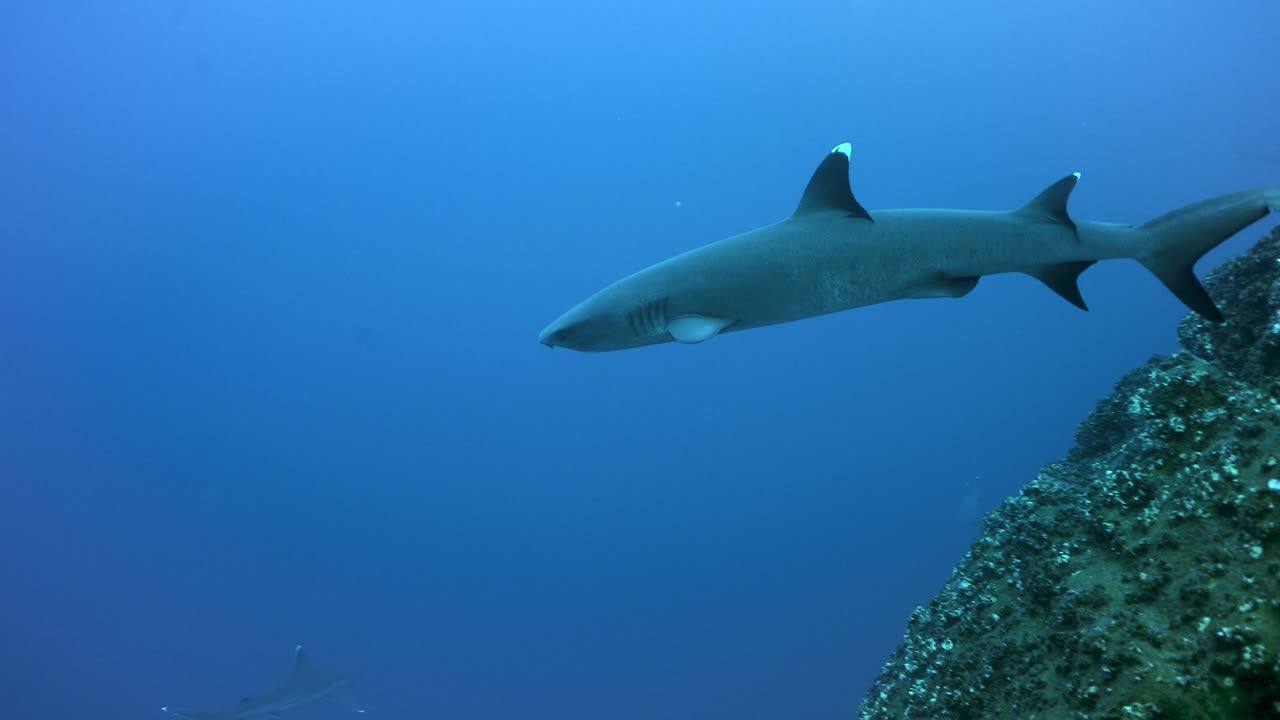 el tiburón de arrecife de punta blanca navega y gira bajo el agua nadando cuidadosamente