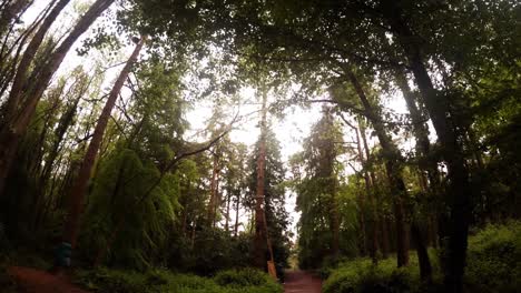 hombre en tirolesa en el bosque