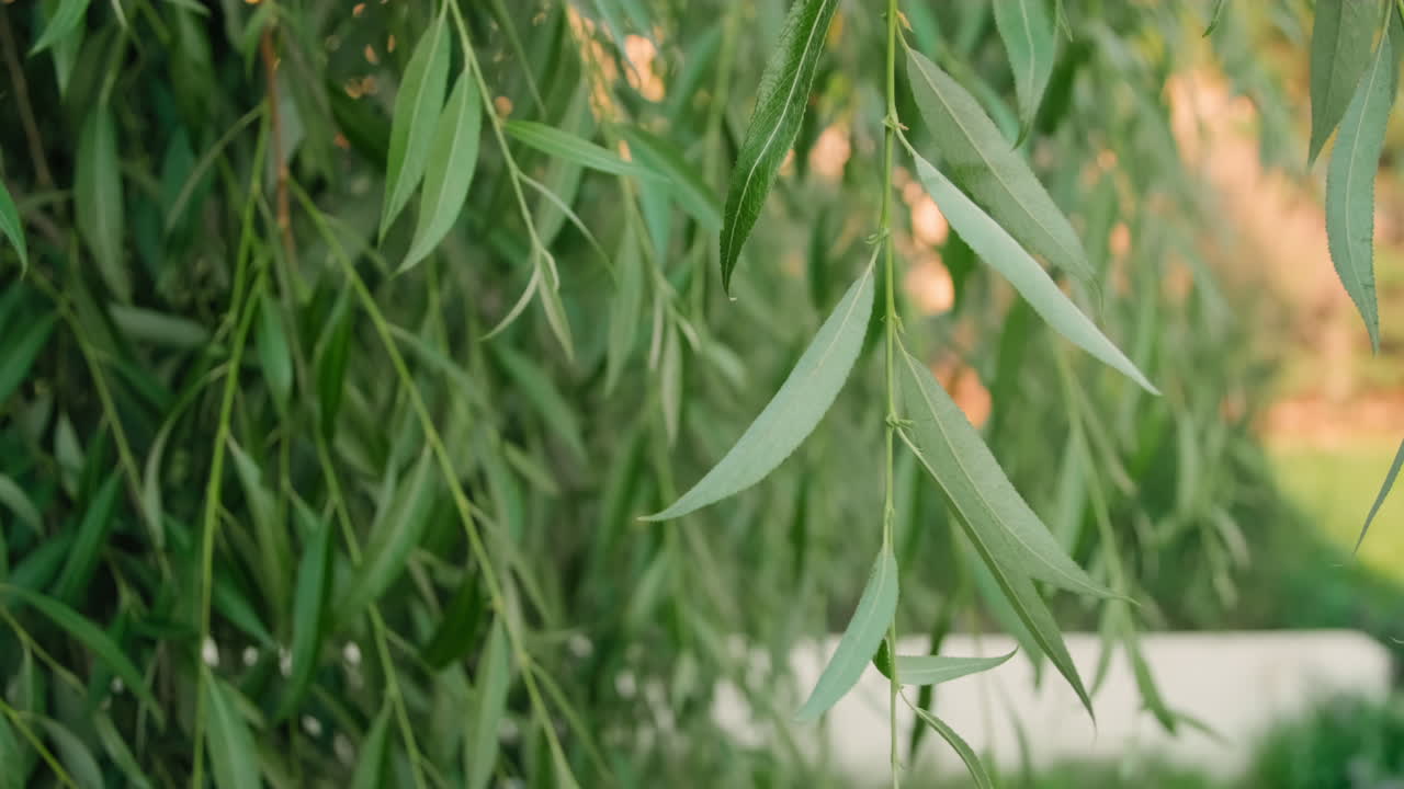 Close Up Of Backyard Plants Shaking In Wind
