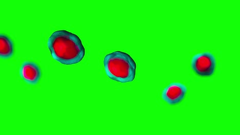 medical animation of red and cyan cells dividing and replicating on greenscreen
