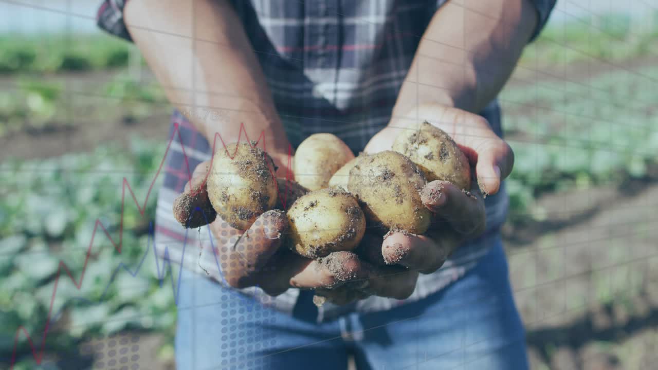 Dopo aver scavato, contadino che tiene le patate e le porta avanti, con etichette animate che mostrano la freschezza