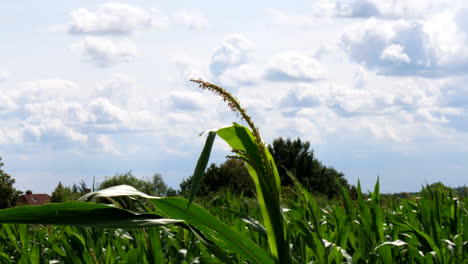 close up shot of growing maize plant on german countryside field against cloudy sky in summer - detail shot of grain and corn field on agricultural field