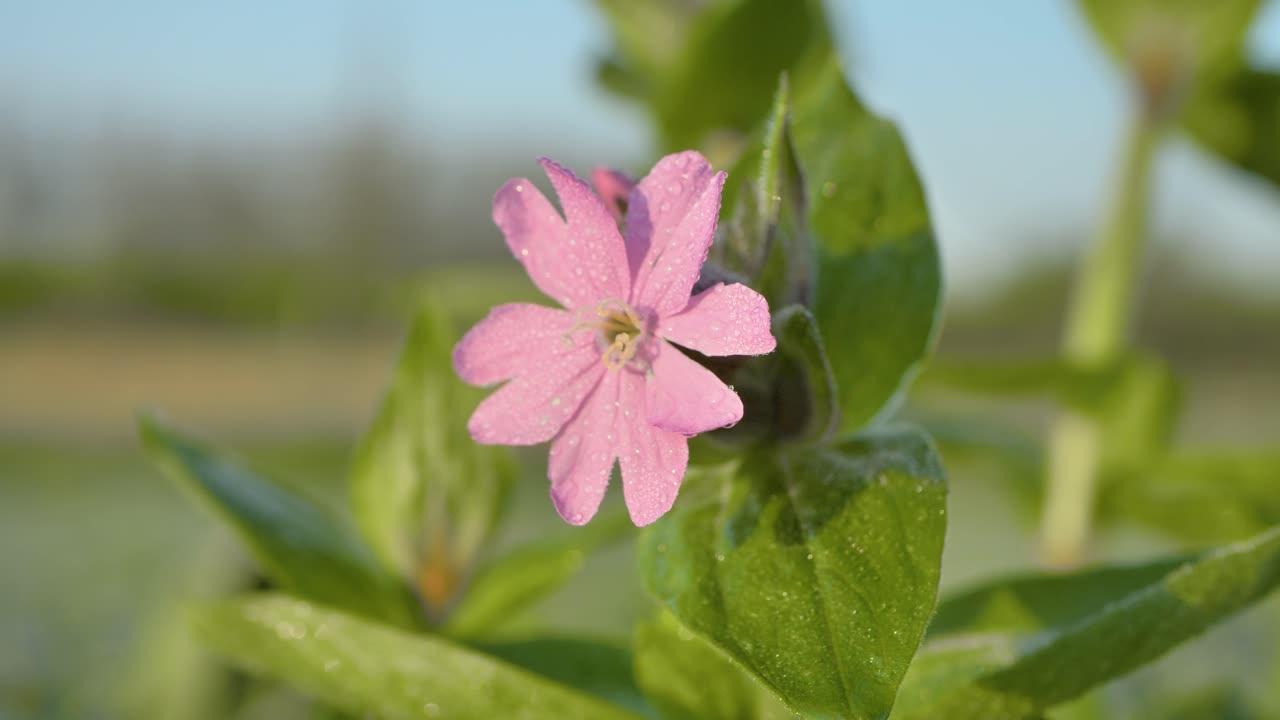 Pink flower in the morning sun covered with dew