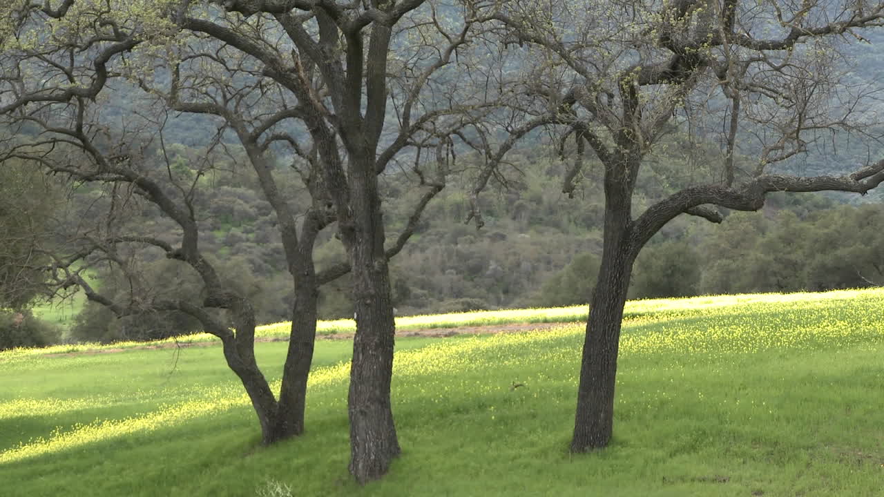 alejarse de los pastos verdes con el valle y los robles vivos durante la primavera en ojai california