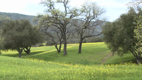 alejarse de los pastos verdes con el valle y los robles vivos durante la primavera en ojai california