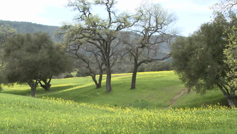 zoom out on green pasture with valley and live oaks during the spring in ojai california