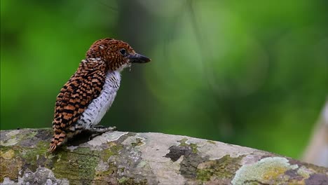 a tree kingfisher and one of the most beautiful birds found in thailand within tropical rain-forests